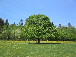 Baum im Frühling Baum im Frühling