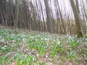 Fr�hjahr_Saalhausen_M�rzenbecherwald
