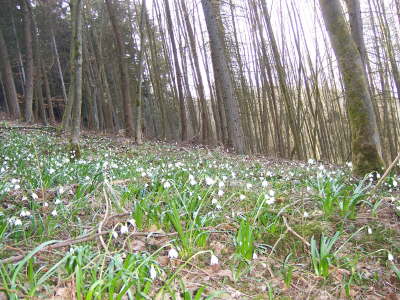 Fr�hjahr_Saalhausen_M�rzenbecherwald