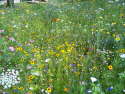Sommer_Saalhausen_Kurpark3